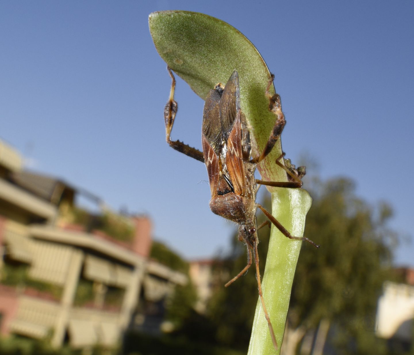 Coreidae: Leptoglossus occidentalis